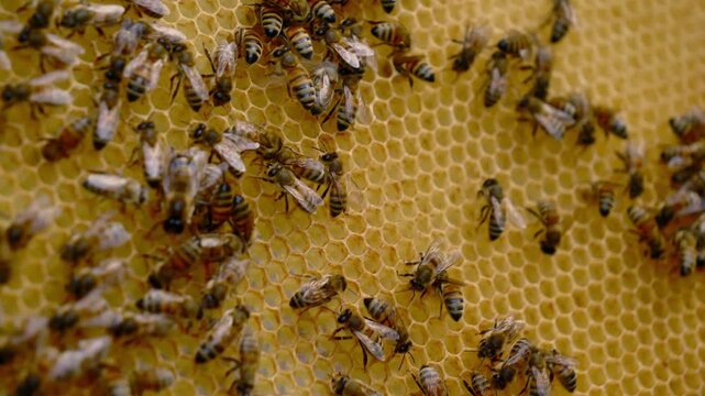 Bees busy at work, creating sweet honey in their intricate honeycomb