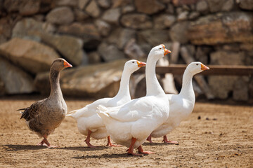 Geese waddle together in the softness of a warm morning on a serene Russian farm.