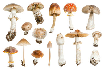 Close-up collection of various mushroom species, their unique caps and stems showcased on a pristine white backdrop.