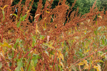 Rumex confertus grows in meadow. Cottage garden. Cultivated plants. Sunny.