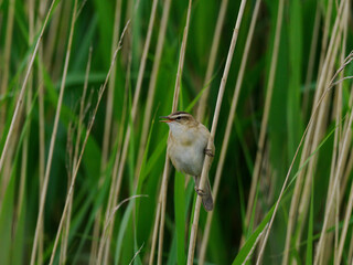 Schilfrohrsänger