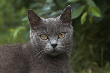 sad homeless British cat animal theme creature looking at camera with yellow eyes in outdoor environment space