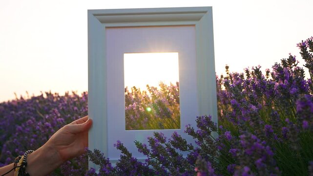 Woman&rsquo;s hand holds white photo frame background of blooming field with lavender blue sky at sunset lens flares. Lifestyle. Travel concept. Art