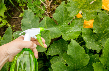Fighting against Downy mildew, powdery mildew or Pseudoperonospora cubensis  in home garden. Using...