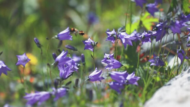 Bumblebees flock over the vibrant wildflowers in full bloom, with purple and yellow flowers standing out against a natural background.