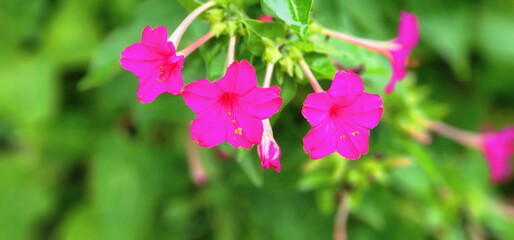Obraz premium Dark pink Marvel of peru flowers bloom in the late afternoon or evening on blurred natural background. Four o'clock flower.The trumpet-shaped flowers are sweetly fragrant. Have many colors in tree 