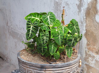 Alocasia Green Velvet planted in a large pot next to an old concrete wall. Large green leaf and white midrib of Alocasia Micholitziana Frydek.  Green leaves with pointed tips shaped like a heart
