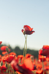 Obraz premium Poppy Field Bloom Flower Closeup: A single red poppy flower stands tall in a field of poppies, showcasing the beauty of nature.