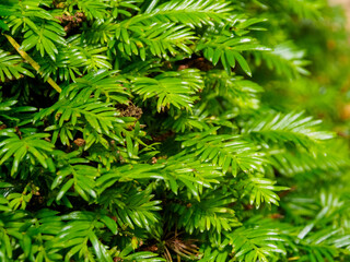 Close-up of green boxwood leaves. Bright colors and rich textures create a tranquil, natural atmosphere