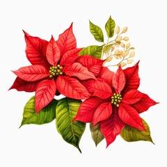 Vibrant poinsettia flowers with striking red petals and green leaves, perfect for holiday decoration and seasonal themes.