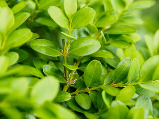 Fresh green leaves on an eco-background, creating an atmosphere of natural harmony and purity surrounded by nature