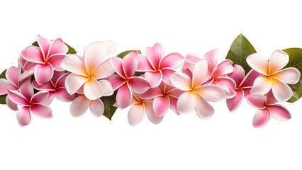Tropical plumeria flower border clip out. 