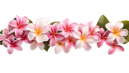 Tropical plumeria flower border clip out. 