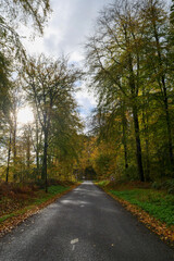 autumn landscape with a small road in the forest