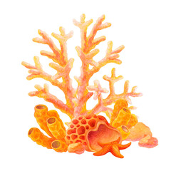 Underwater simple composition. Coral Reef with starfish and stones on a seabed. Hand drawn illustration of sea floor isolated on white background.  Marine watercolor with corals and sea sponges.