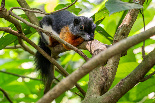 Prevost's Squirrel - Callosciurus prevostii, beautiful colored large squirel from Southeast Asian forests and woodlands, Borneo.