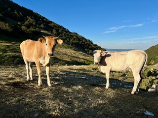 cows in the mountains