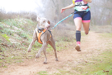 Dog and womman taking part in a popular canicross race on a foggy day