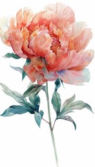 Watercolor painting of a beautiful pink peony with green leaves on a white background. Perfect for floral art lovers and home decor.