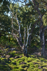Unique native forest trees with grass on the stones, that only 2 percent left on Mauritius island, Africa
