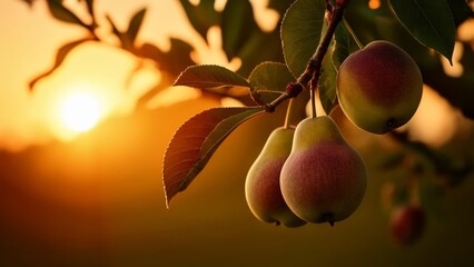  Sunsets warm glow illuminates a branch of ripe pears