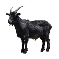 a Standing Goat on Transparent Background