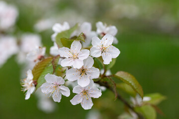 Fototapeta premium Prunus cerasus flowering tree flower, beautiful white petals tart dwarf cherry flowers in bloom. Garden fruit tree with blossom flowers