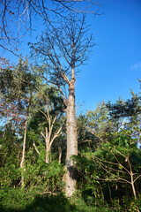 Baobab tree in the rainforest on Mauritius, Africa