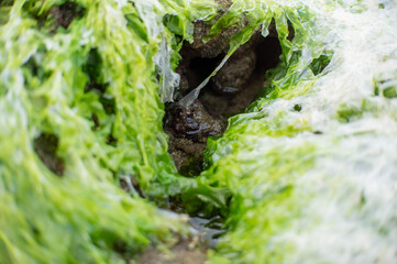 dead seaweed on the coral on the beach