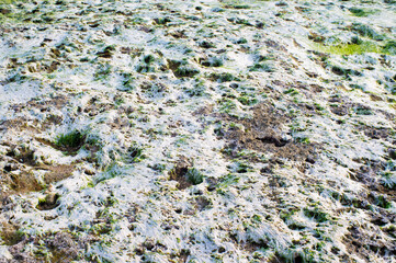 dead seaweed on the coral on the beach
