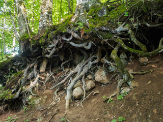 The powerful and beautiful root system of trees, gracefully intertwined in the ground, symbolizing the strength and sustainability of nature