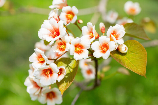Close-up white Tung tree flower blooms. Aleurites Fordii Airy Shaw or Vernicia fordii, usually known as the tung or tung oil tree in spring. Delightful white-orange inflorescences on a blurred
