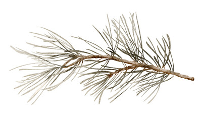  Christmas pine branch watercolor illustration. Botanical element of siberian spruce twig. Evergreen sprig decoration on a white background. A lush twig of a conifer tree is drawn by hand.