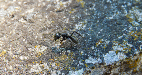 A tiny black ant is slowly crawling on a rough concrete surface