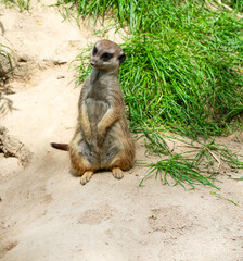 gopher sitting on the sand