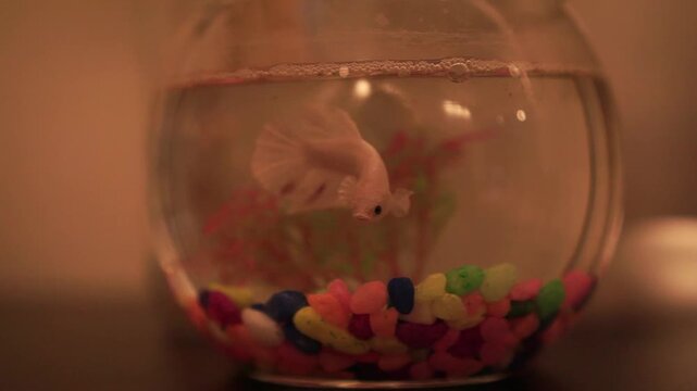 fish in a small aquarium