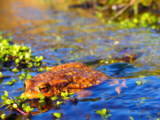 Brown and green toad peeking out of the water among the plants