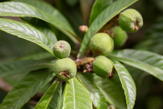 Green medlar fruits in spring. Unripe fruits of Eriobotrya japonica on a branch in garden.