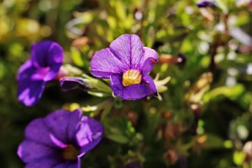 Obraz premium Flores