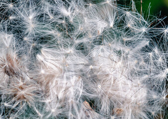 Flowers of thistle seed pods in meadows. Dispersal of seeds by wind. Seeding of plants in nature