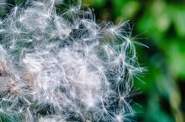 Flowers of thistle seed pods in meadows. Dispersal of seeds by wind. Seeding of plants in nature