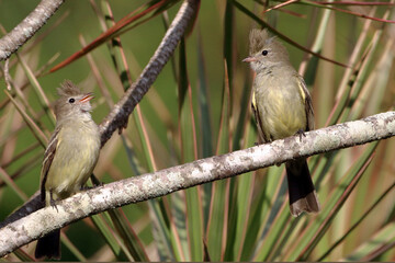 Couple of Yellow-bellied Elaenia (Elaenia flavogaster) perched on a branch