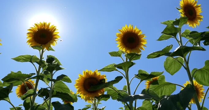 A sunflower flower grows on a field against a blue sky. The sun's rays shine through the yellow petals.
