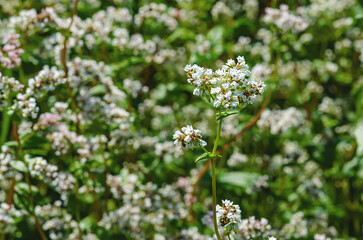 Buckwheat flowering in the field. White buckwheat flowers in summer