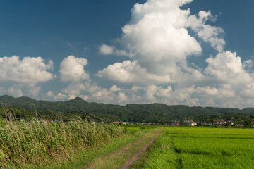 夏の里山