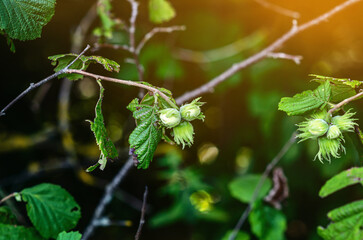 Close-up of man farmer hands plucks collects ripe hazelnuts from a deciduous hazel tree bunch in garden. Growing raw nuts fruit on plantation field. Harvest autumn farm time. Healthy natural eco food