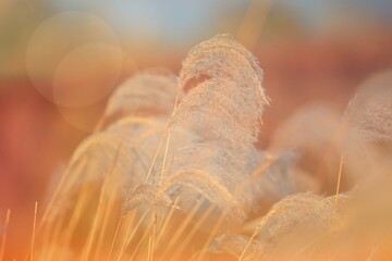 가을 억새풀인 핀 풍경