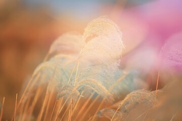 가을 억새풀인 핀 풍경