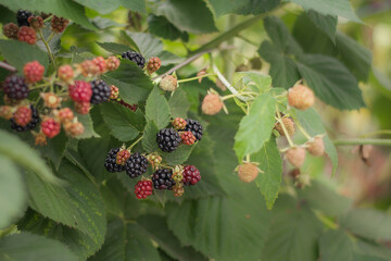 blackberry berries ripen on the bush