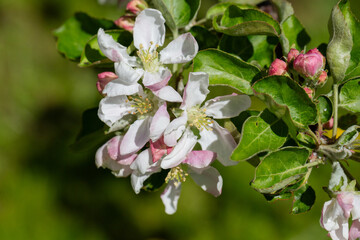 A blooming apple tree. Pink and white apple blossoms on a branch in spring. Floral spring and summer background.